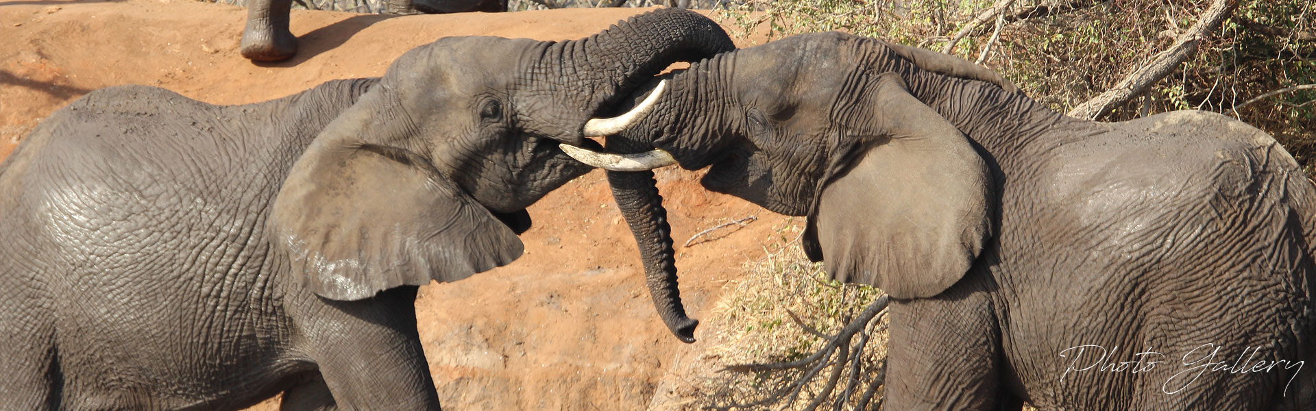 Game Drive specials in Hoedspruit