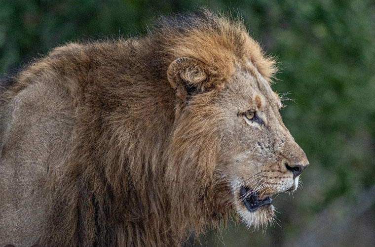 Game Drive specials in Hoedspruit