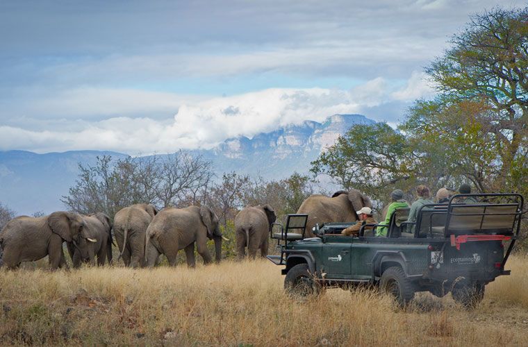 Game Drive specials in Hoedspruit