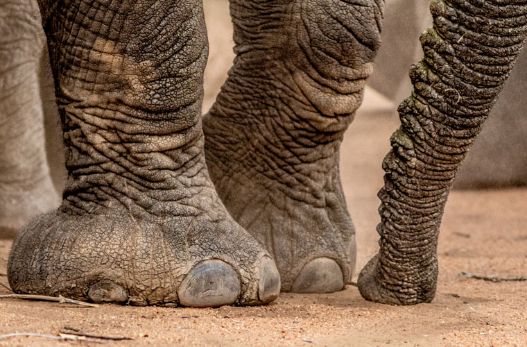 Contact Pridelands in Hoedspruit