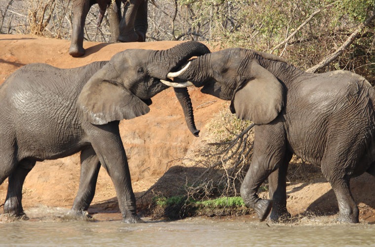 Game Drive specials in Hoedspruit